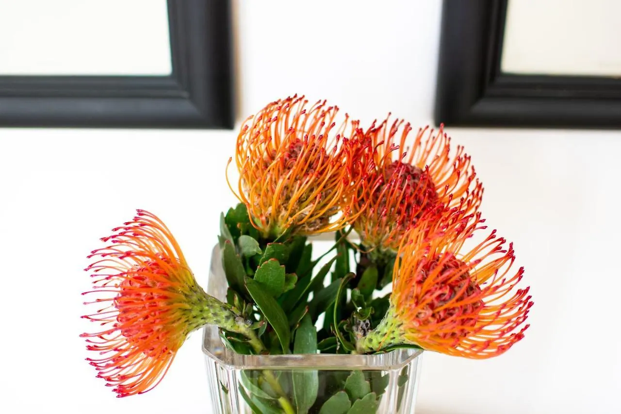 Vida Nova Retreat Hotel Hout Bay South Africa